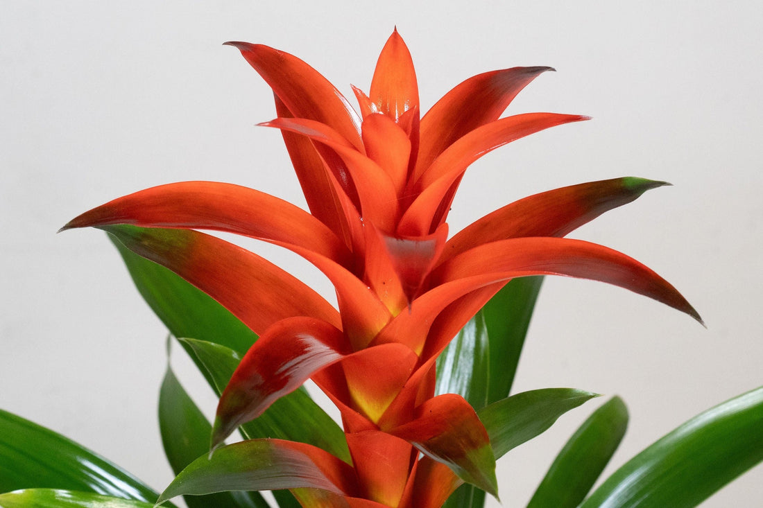Exotica Plants Store tropical Bromeliad houseplant with vibrant fiery red bracts and lush green sword-shaped leaves.