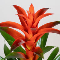 Exotica Plants Store tropical Bromeliad houseplant with vibrant fiery red bracts and lush green sword-shaped leaves.