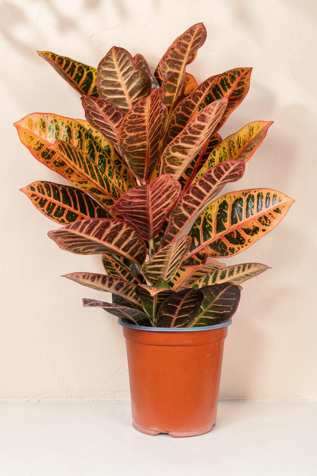 Exotica Plants Store tropical Croton houseplant with vibrant orange, red, and green variegated leaves in a brown pot.