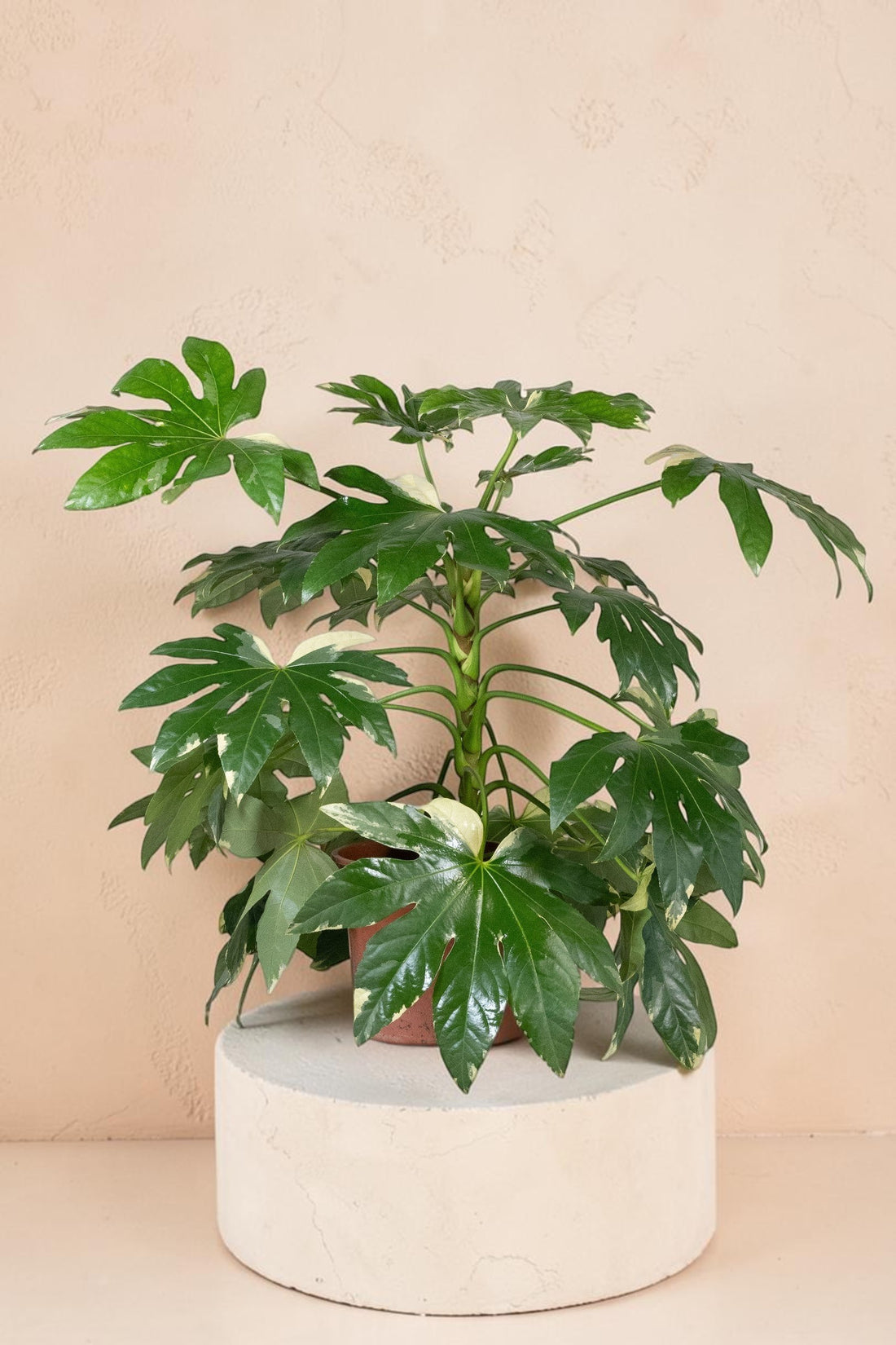 Exotica Plants Store variegated Fatsia japonica houseplant with glossy, cream and emerald-green palmate leaves.