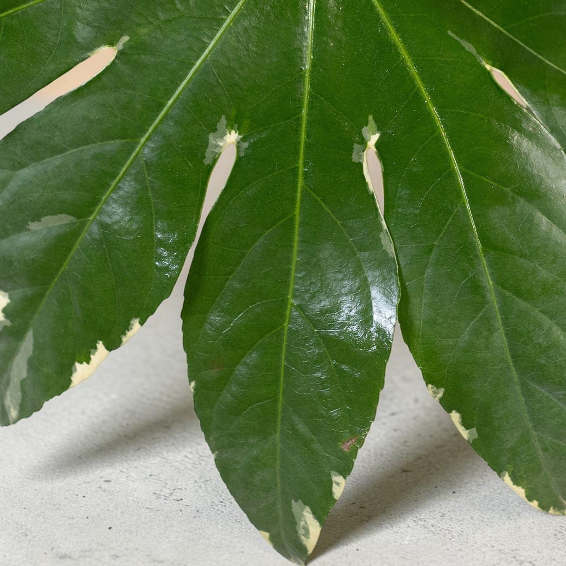 Exotica Plants Store variegated Fatsia japonica leaf with glossy emerald green and creamy white patterns
