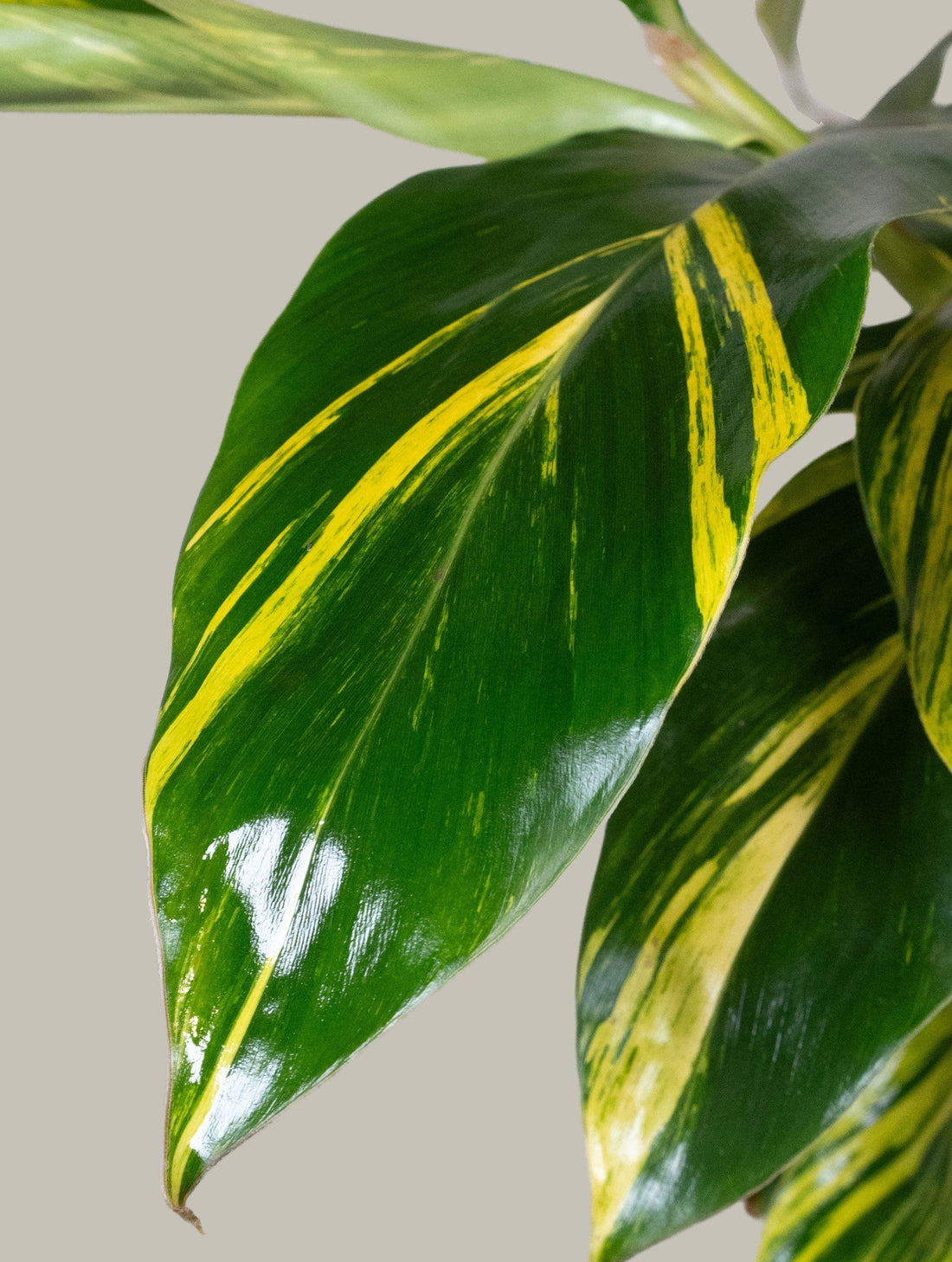Exotica Plants Store Variegated Ginger houseplant with glossy emerald green leaves and vibrant creamy yellow streaks