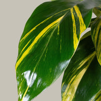 Exotica Plants Store Variegated Ginger houseplant with glossy emerald green leaves and vibrant creamy yellow streaks
