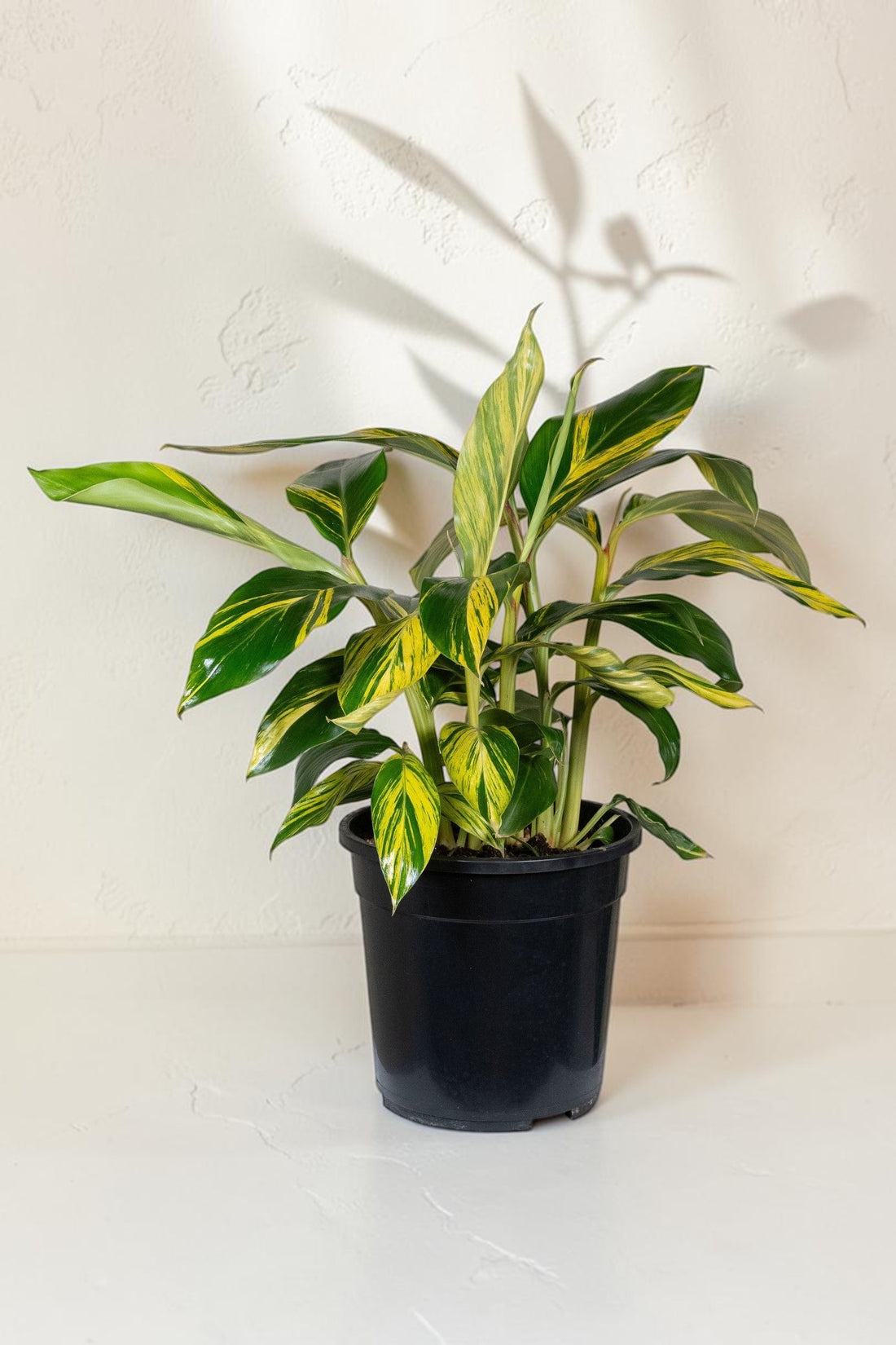 Exotica Plants Store Alpinia zerumbet Variegata with lush green and creamy yellow striped leaves in a black pot.