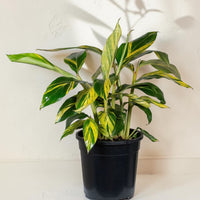 Exotica Plants Store Alpinia zerumbet Variegata with lush green and creamy yellow striped leaves in a black pot.