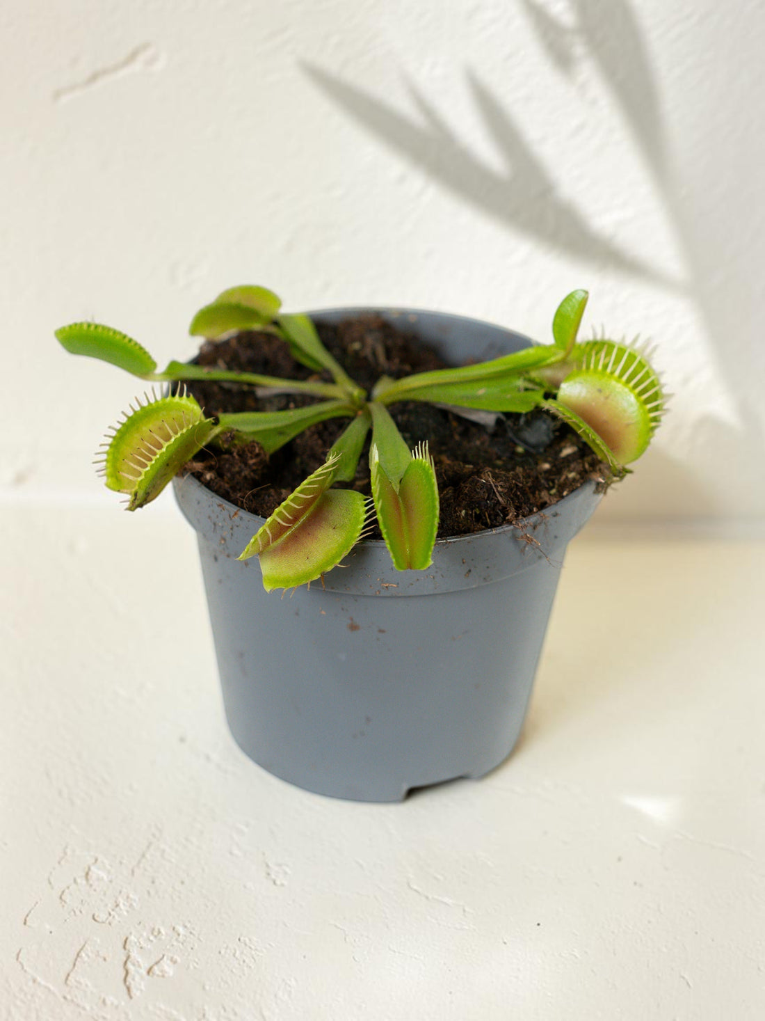 Exotica Plants Store Venus Flytrap with green hinged traps in a grey plastic pot on a white surface