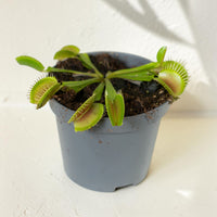 Exotica Plants Store Venus Flytrap with green hinged traps in a grey plastic pot on a white surface