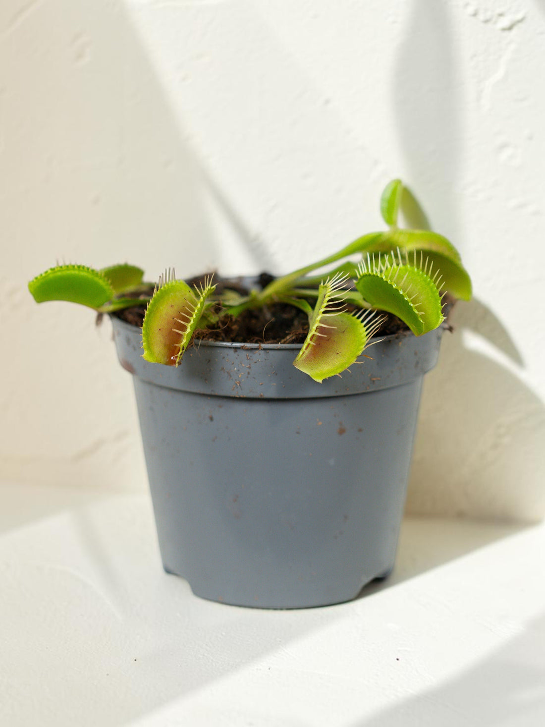 Exotica Plants Store Venus Flytrap with green leaves and red-tinged hinged traps in a grey plastic pot.