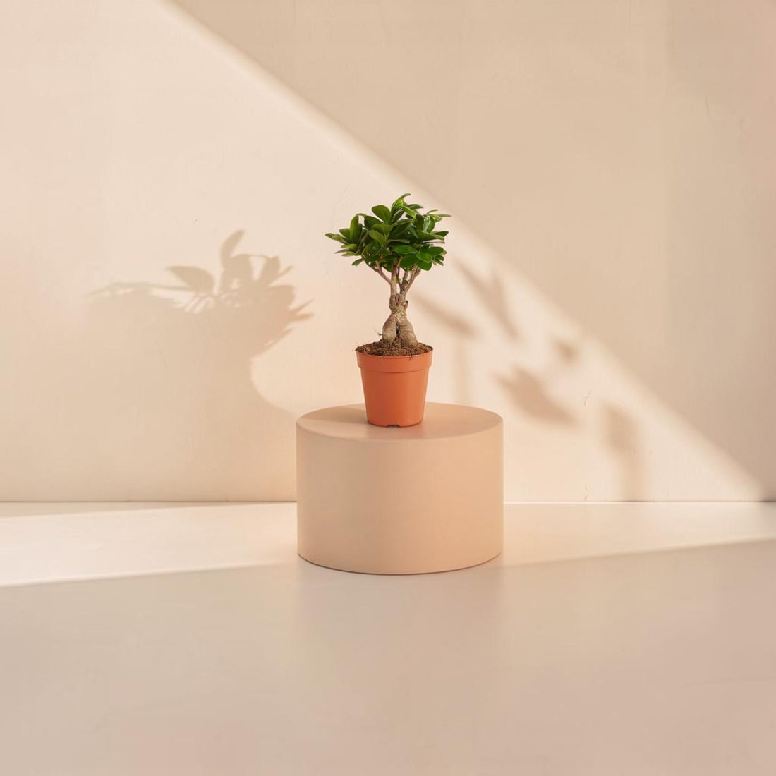 Ficus Ginseng Bonsai
