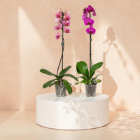 Single Stem Phalaenopsis Orchid