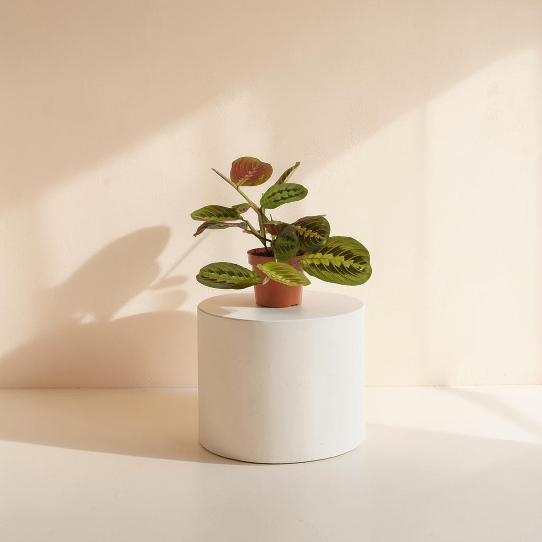 Maranta (Prayer Plant)