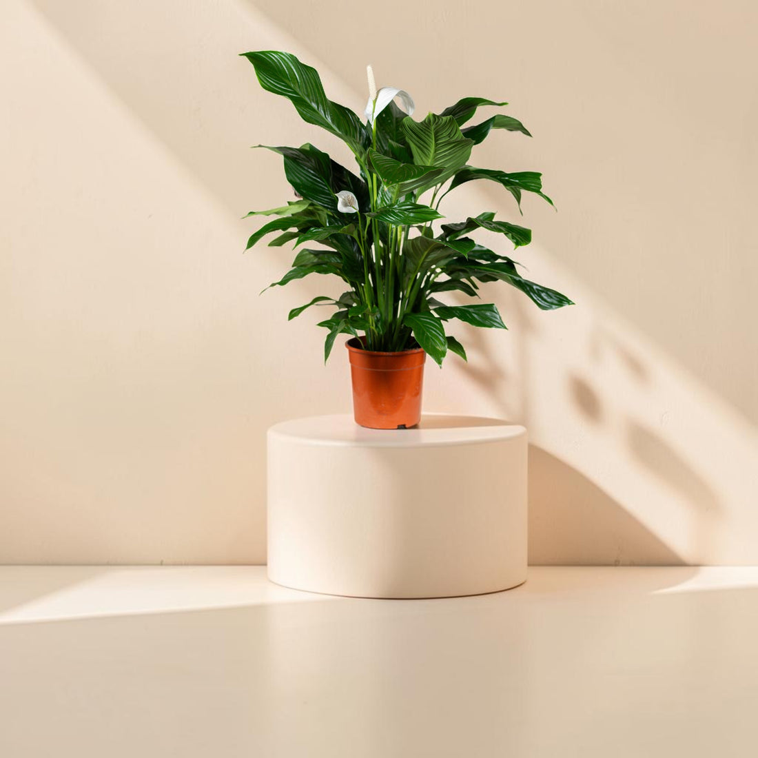 Spathiphyllum (Peace Lily)