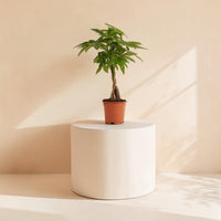 Pachira aquatica (Money Tree)