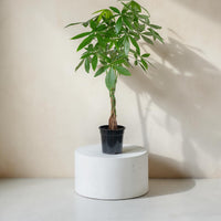 Pachira aquatica (Money Tree)