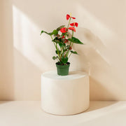 Anthurium (Jambo Red)