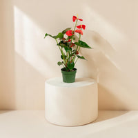 Anthurium (Jambo Red)