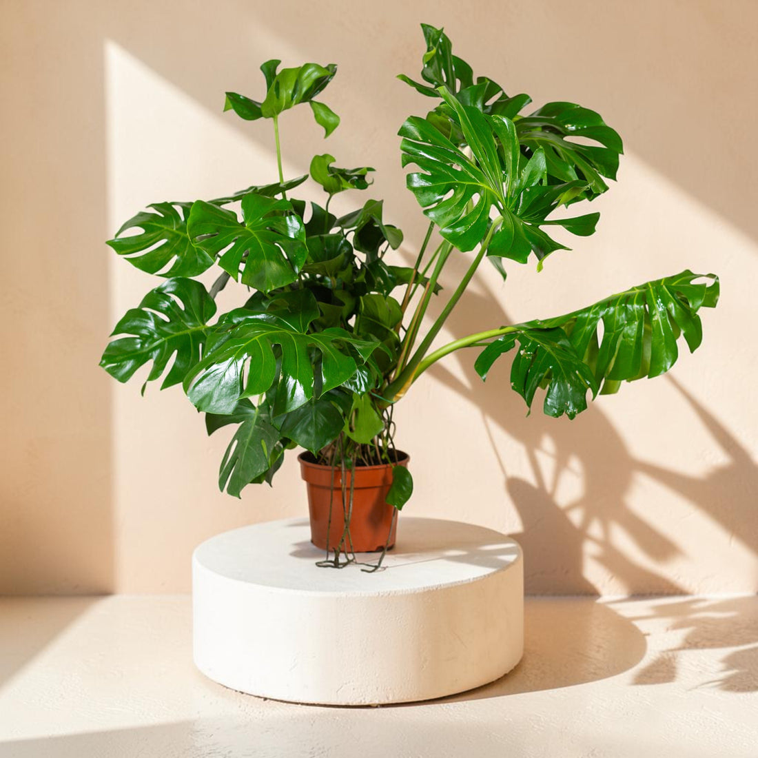 Monstera deliciosa (Swiss Cheese Plant)