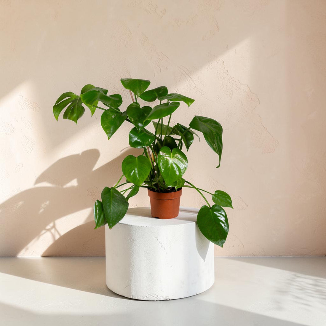 Monstera deliciosa (Swiss Cheese Plant)