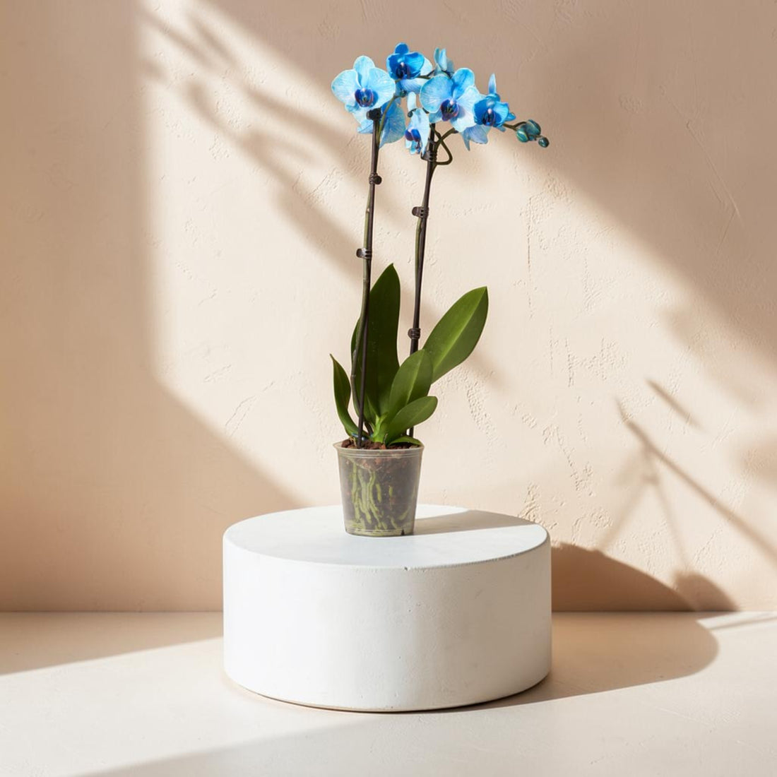 Blue Orchid Phalaenopsis – Double Stem