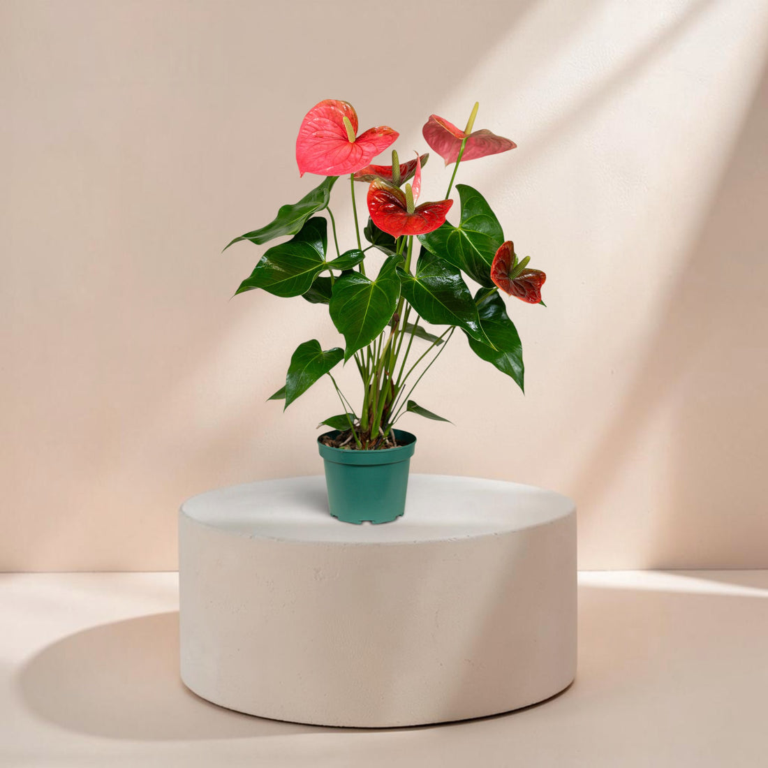 Anthurium (Colorado Pink)