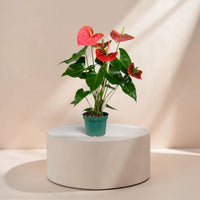Anthurium (Colorado Pink)