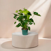 Anthurium (Samora)
