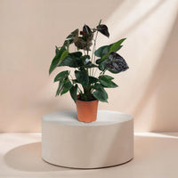 Anthurium (Black)