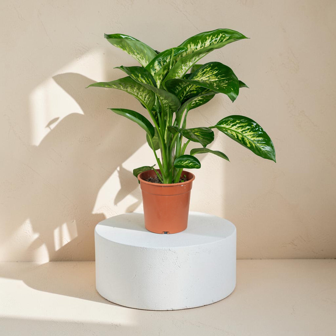 Tropic Snow (Dieffenbachia)