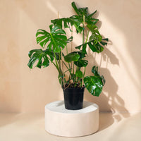 Monstera deliciosa (Swiss Cheese Plant)