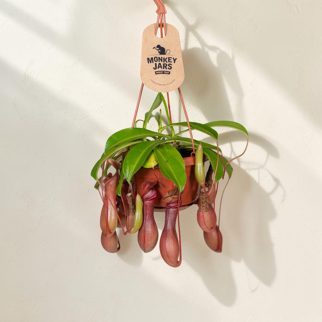 Nepenthes &