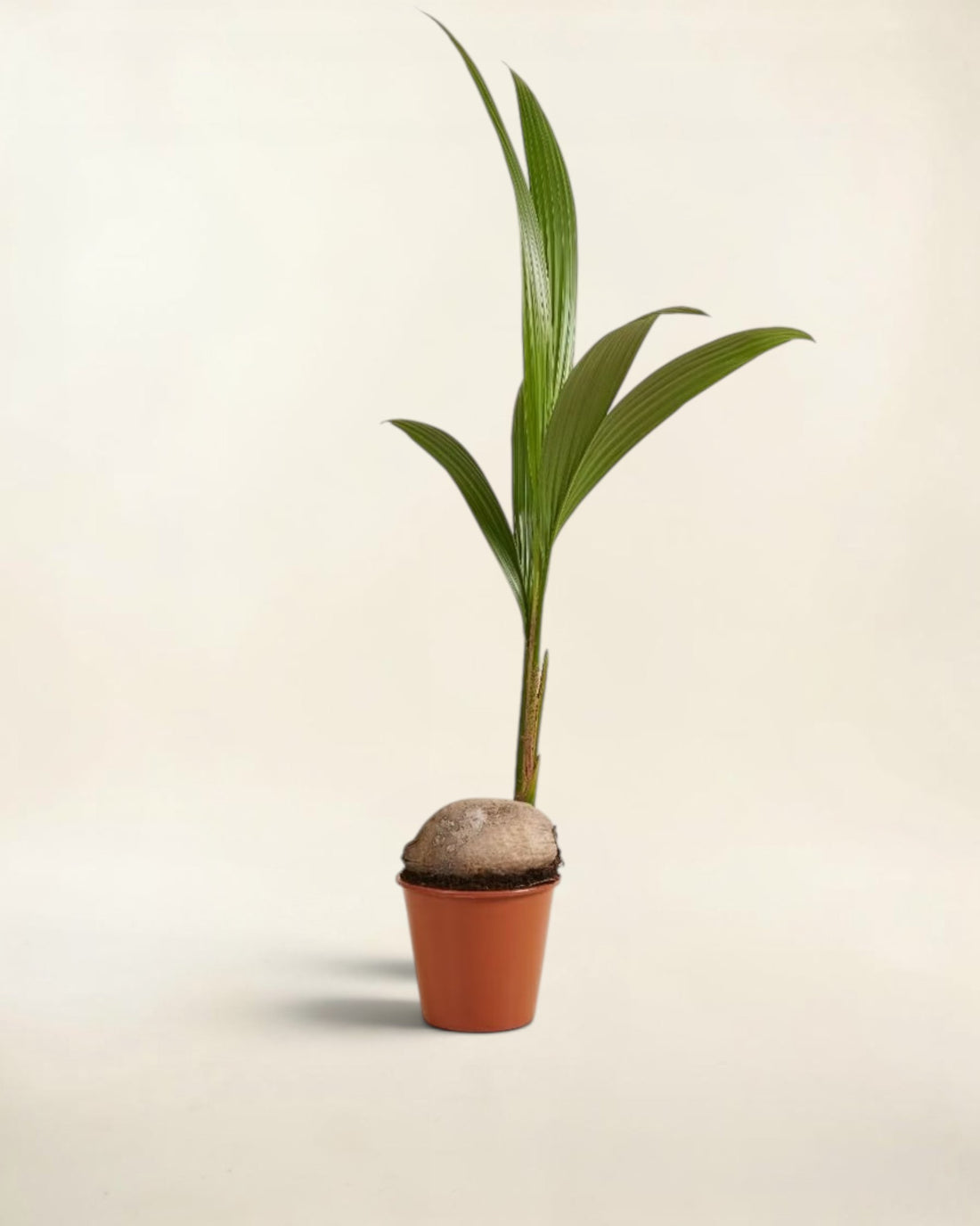 Coconut Palm (Cocos nucifera)